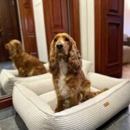 legowisko dla psa z psem verona beżowa z brązowym psem