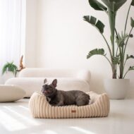 legowisko i pies amstaff-czarny-w-bezowym-palermo