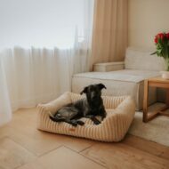 czarny-pies-w-legowisku-palermo