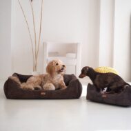 legowisko i dwa-psy-w-brazowym-rimini