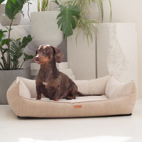 legowisko i jamnik-w-bezowej-anconie.jpg