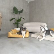 psy w legowisku torino