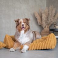 legowisko i lezacy-duzy-pies-w-palermo