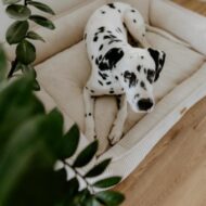 lezacy-pies-w-bezowym-legowisku-dla-psa-milano