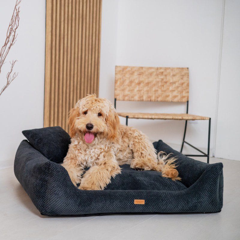 lezacy-pies-w-czarnym-legowisku-prato