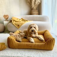 maltipoo-w-legowisku-palermo