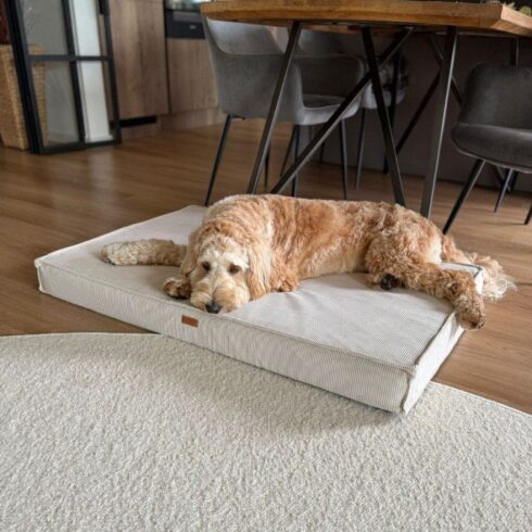 pies-na-materacu-dla-psa-ortopedycznym-torino.jpg