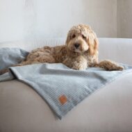 pies-na-szarym-kocyku-dla-psa-milano.jpg