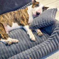 pies-w-ciemnoszarym-legowisku-palermo