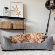 pies-w-ciemnoszarym-legowisku-prato