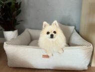 legowisko dla psa szpic w nim beżowy