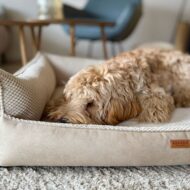 legowisko i pudel-w-bezowej-anconie.jpg