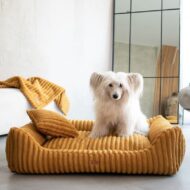 pudel-w-legowisku-palermo