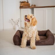 legowisko i pudel-w-rimini-brazowym.jpg