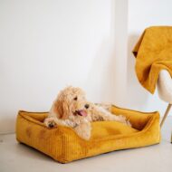 pudel-w-zoltym-legowisku-dla-psa-milano.jpg
