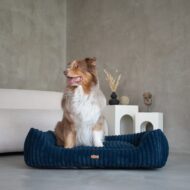 siedzaca-akita-w-legowisku-palermo