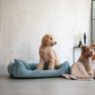 legowisko i siedzace-psy-w-turkusowym-rimini