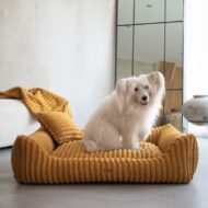 legowisko i siedzacy-pies-w-musztardowym-palermo