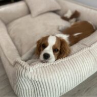 szczeniak-w-legowisku-dla-psa-milano