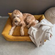 z-gory-na-legowisko dla psa-musztardowe-prato